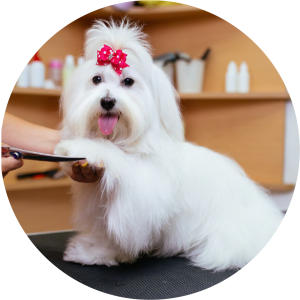 Puppy Bath & Tidy