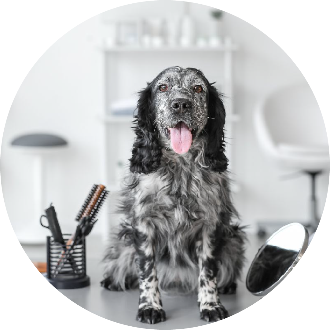 pet grooming in toronto