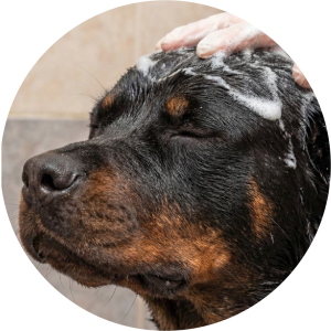 short coat dog bath and brush