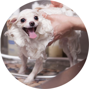 long coat dog bath and brush