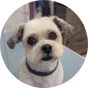 Puppy Introductory grooming Package