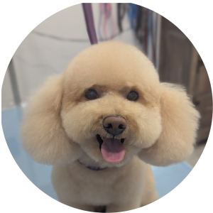 Bath & Full Haircut